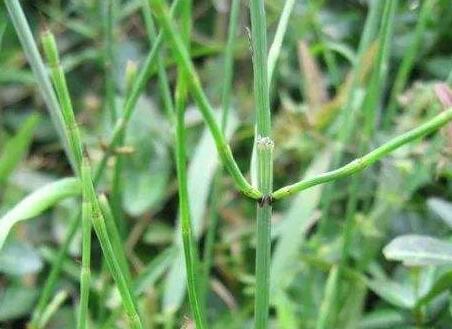 节节草煮鸭蛋治什么病