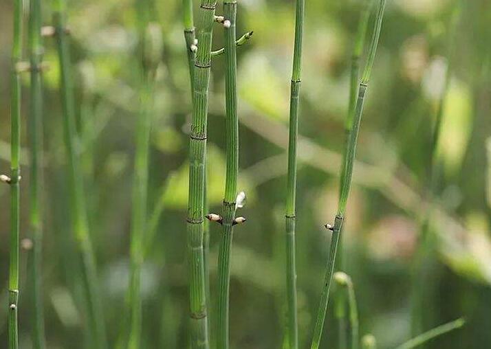 节节草煮鸭蛋治什么病