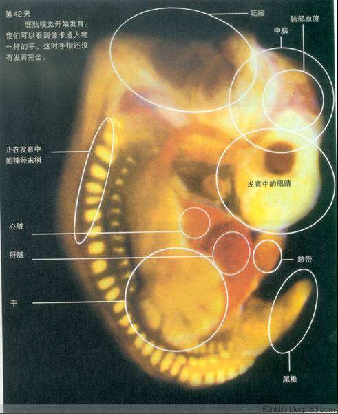 胎儿发育过程图片