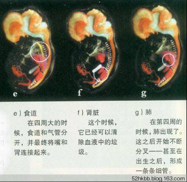 胎儿发育过程图片