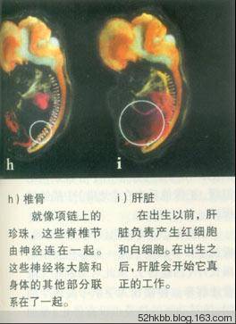 胎儿发育过程图片