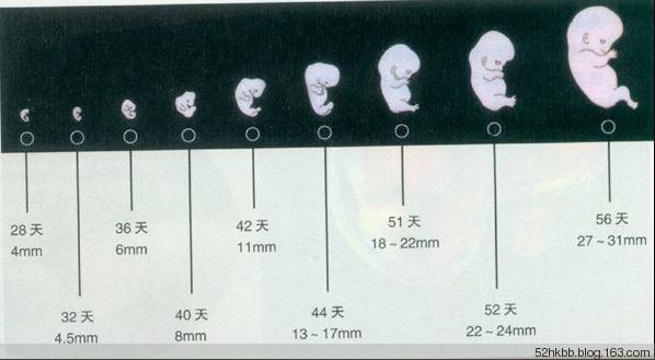 胎儿发育过程图片