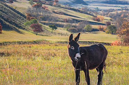 产后怎样补气血？这几个简单美味的调理食谱快收藏！