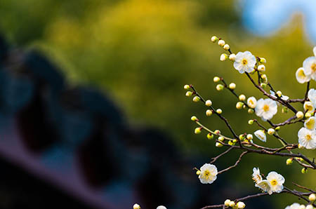 坐月子可以吃香菇吗