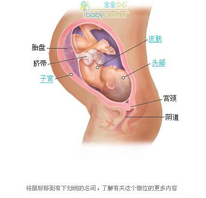 怀孕36周胎儿发育大小科学图