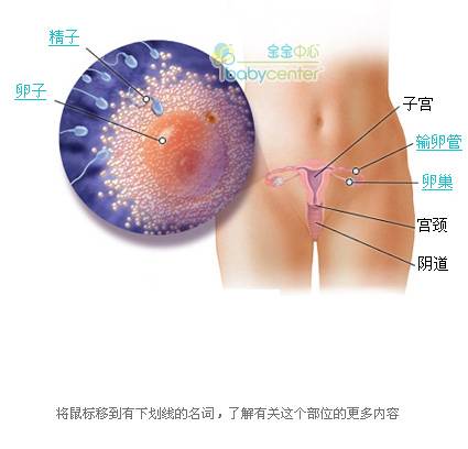 胎儿发育过程科学图解