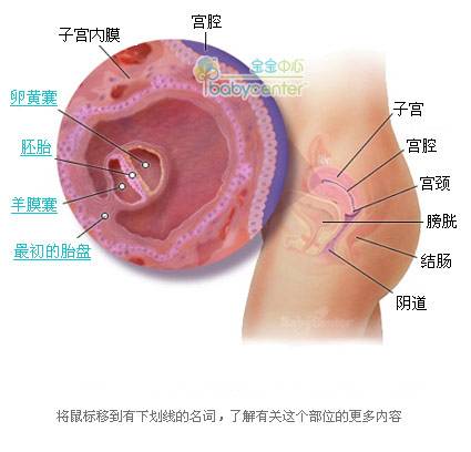 胎儿发育过程科学图解