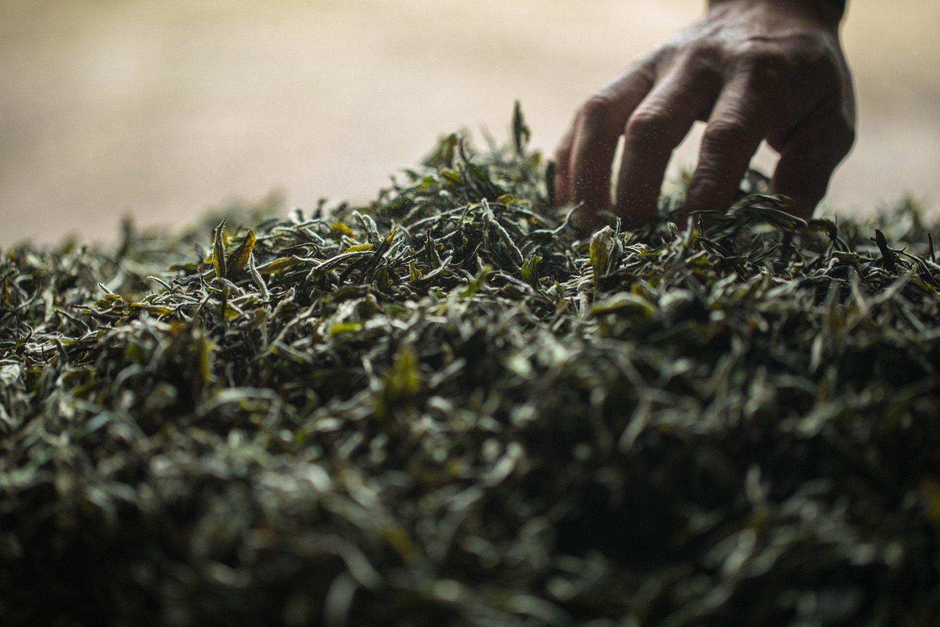 桑叶茶的功效与作用