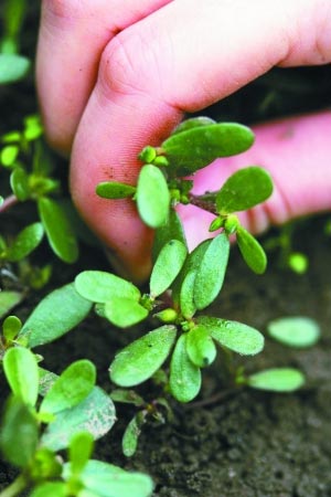 秋分时节准妈妈可以食用野菜妈妈秋季养生