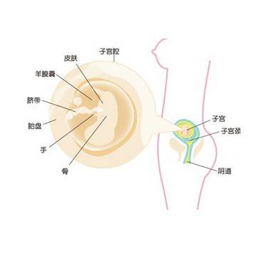 【怀孕11周】怀孕11周吃什么好 怀孕十一周胎儿图 