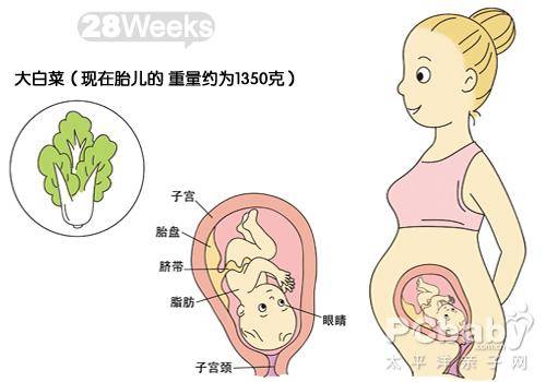 【怀孕28周】怀孕28周胎儿图 怀孕28周腿抽筋注意事项