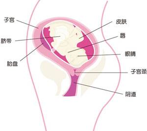 【怀孕22周】怀孕22周胎儿图 怀孕22周胎动及注意事项