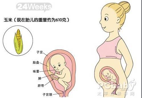 【怀孕24周】怀孕24周胎儿彩超图 24周是几个月胎儿多大