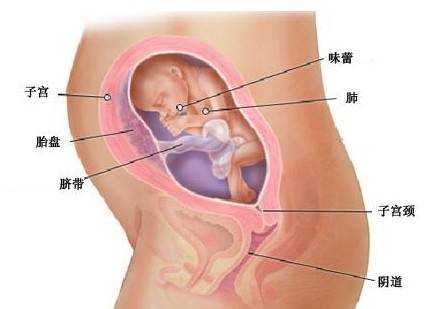 【怀孕24周】怀孕24周胎儿彩超图 24周是几个月胎儿多大