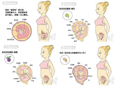 怀孕两个月胎儿多大（怀孕两个月胎儿图）