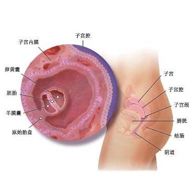 怀孕两个月胎儿多大（怀孕两个月胎儿图）