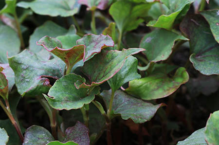 2%的女性会遇到的“隐形杀手”宫外孕，遇到怎么办？如何预防？