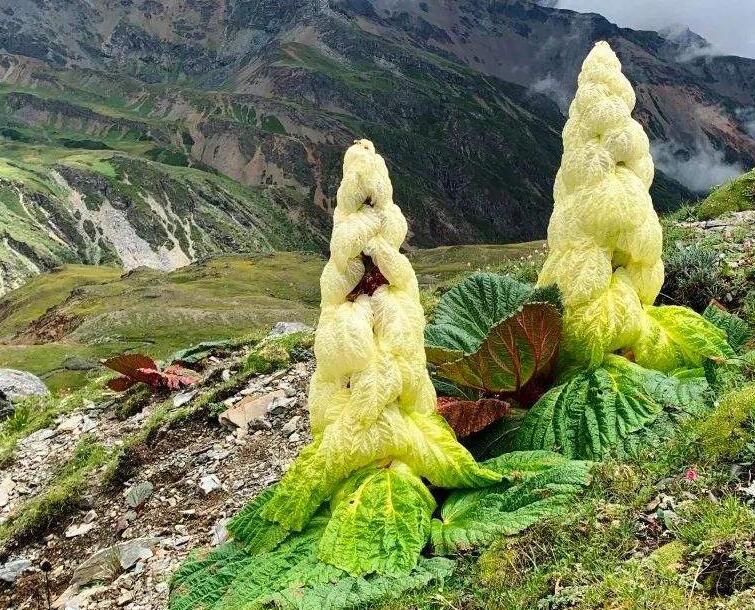 塔黄属于国家几级保护植物