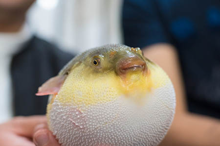 下奶食谱，你值得收藏！