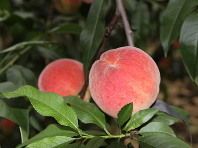 夏季桃子虽甜  宝宝不宜多吃