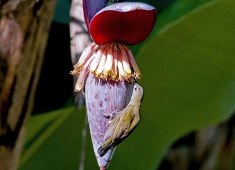 芭蕉花怎么做好吃