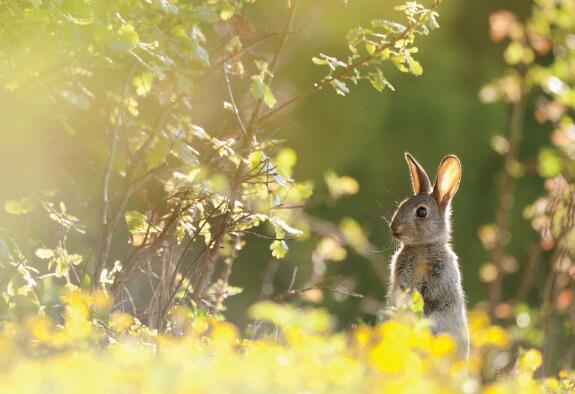 《Hop Bunny》国家地理分级英语绘本pdf资源免费下载