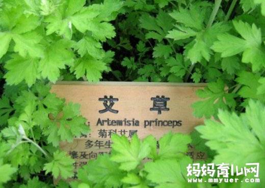 孕妇能用艾草泡澡吗？孕妇用艾草洗澡、泡脚的好处揭秘