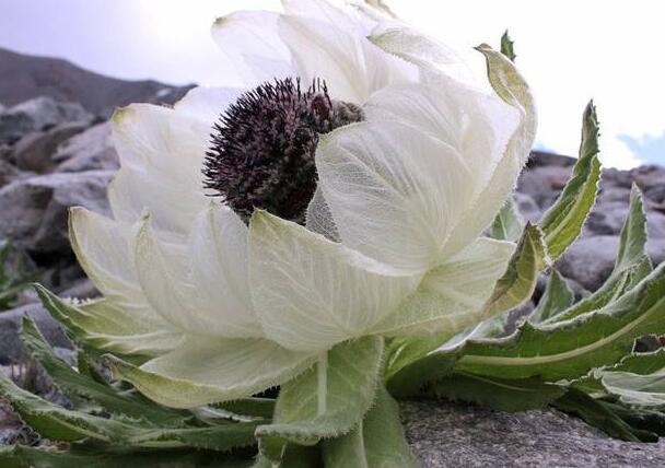 雪莲花的正确吃法