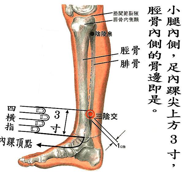 三阴交的准确位置图