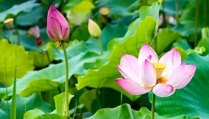 夏季是从哪一天开始 夏天是从几月几日开始