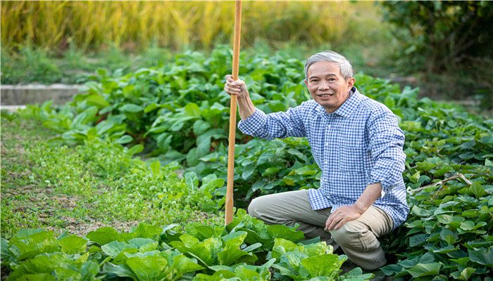 荇菜是现在的什么菜 荇菜是指现在的哪种菜