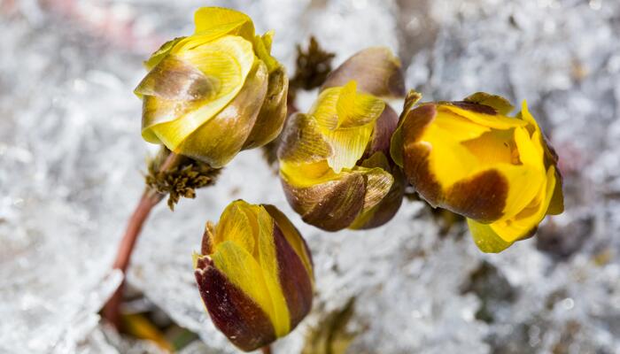 金黄色冰凌花雪地里探出头来 冰凌花是什么花