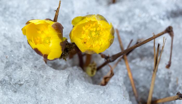 金黄色冰凌花雪地里探出头来 冰凌花是什么花