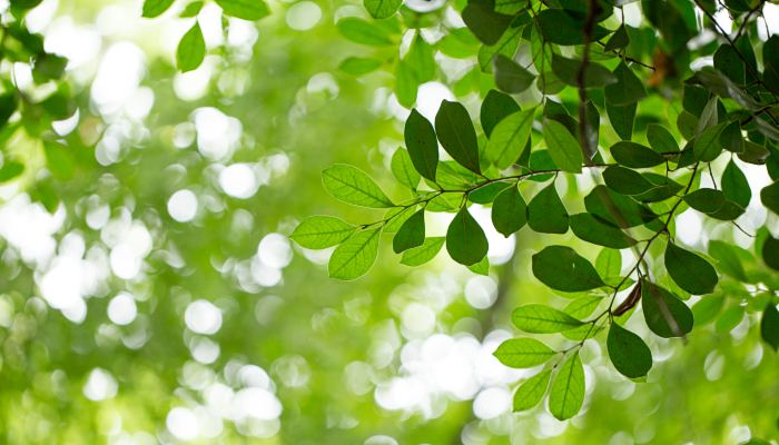 江南或开启入夏进程 今年入夏时间有望提前