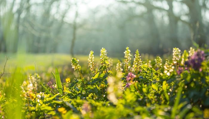 国家植物园有种植物努努力能活2000岁 三大镇园之宝