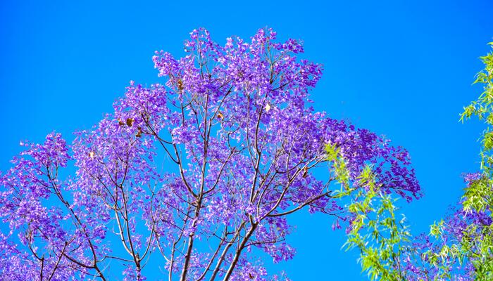 四川西昌的蓝花楹开了 西昌蓝花楹最佳观赏时期什么时候