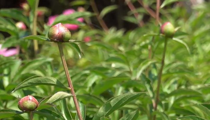 单瓣芍药怎么醒花 单瓣芍药要如何醒花