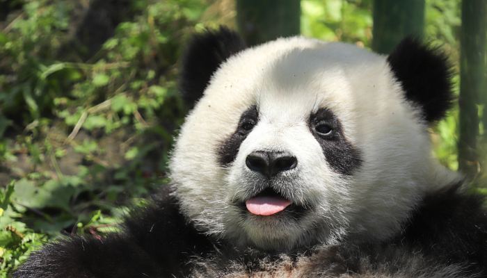 刚出生的大熊猫也是黑白相间吗 刚出生的大熊猫是不是黑白色