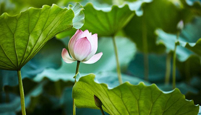 夏至是不是最热的 夏至气温多少度