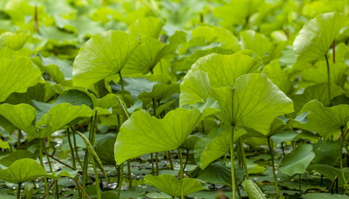 夏至的寓意和象征 夏至名字寓意