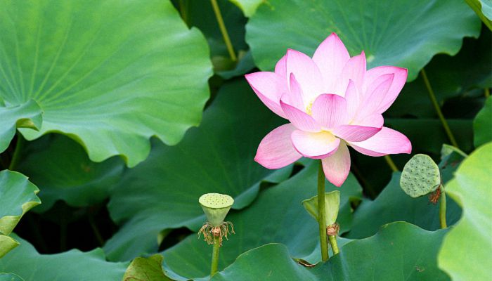 夏至的唯美句子 夏至的优美文案