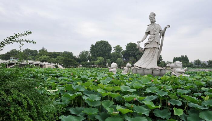 玄武湖发现千瓣同心莲 目前已进入盛花期