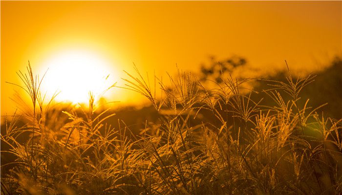 秋收是哪个季节 秋收属于什么季节