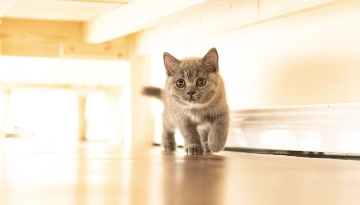 家里养了猫咪可以点蚊香驱蚊吗 家中养猫能不能点蚊香