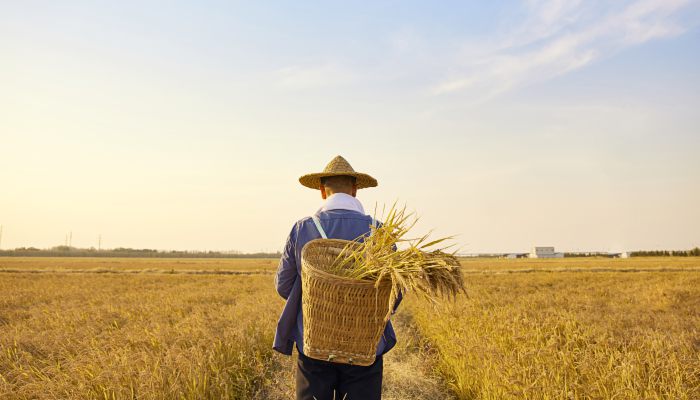 2022中国农民丰收节主题是什么 2022年中国农民丰收节主题是啥