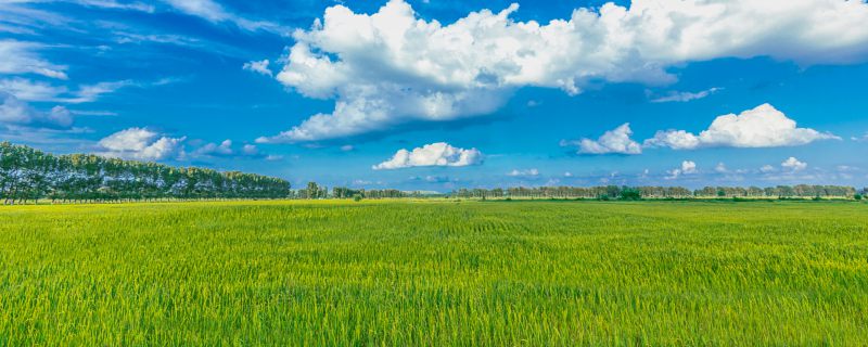 夏粮和秋粮分别指什么 夏粮与秋粮分别指的是什么