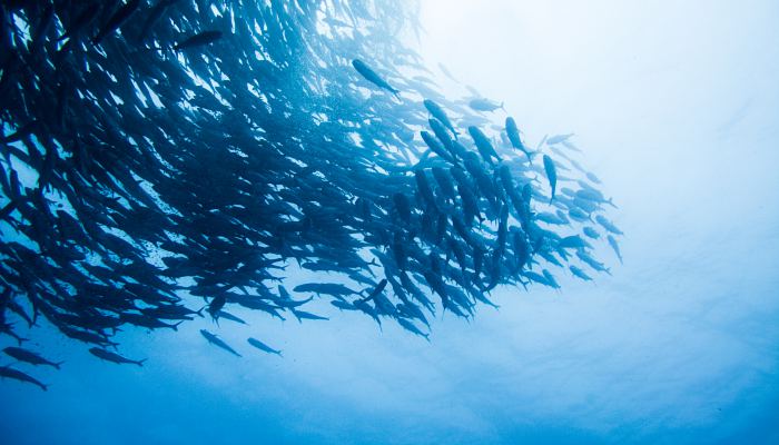 浙江一水库发现大量桃花水母 历史比恐龙还早几亿年