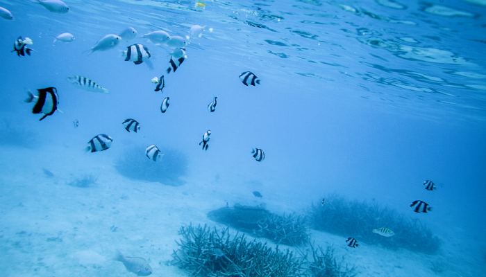 海洋里的海绵是植物还是动物 大海里的海绵是动物吗