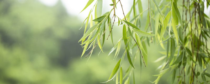 去成都最好的季节是几月 去成都最合适的季节是在几月份