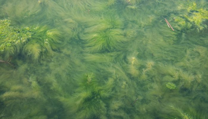 千万网友围观抓怪鱼：水抽干鱼没影 专家：系高危外来生物